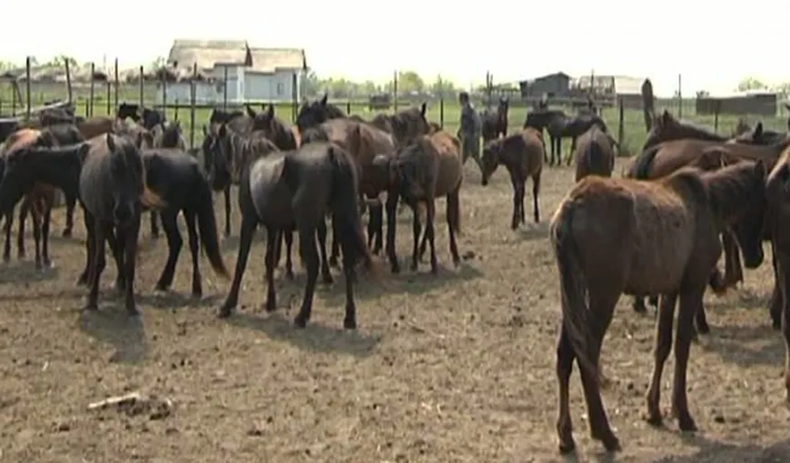 Companiile implicate în scandalul european al cărnii de cal au ajuns să se acuze reciproc