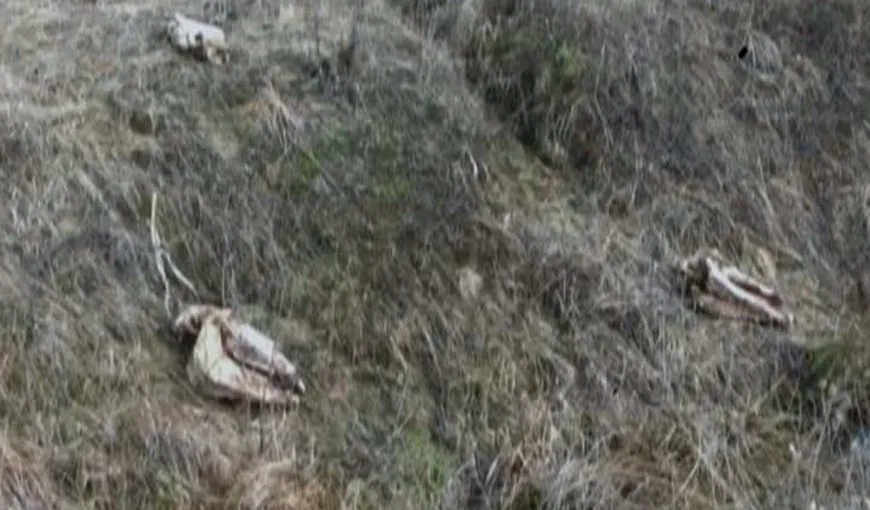 Cimitir de cai în Satu Mare. Au fost găsite în şanţ peste 60 de cranii de cal VIDEO