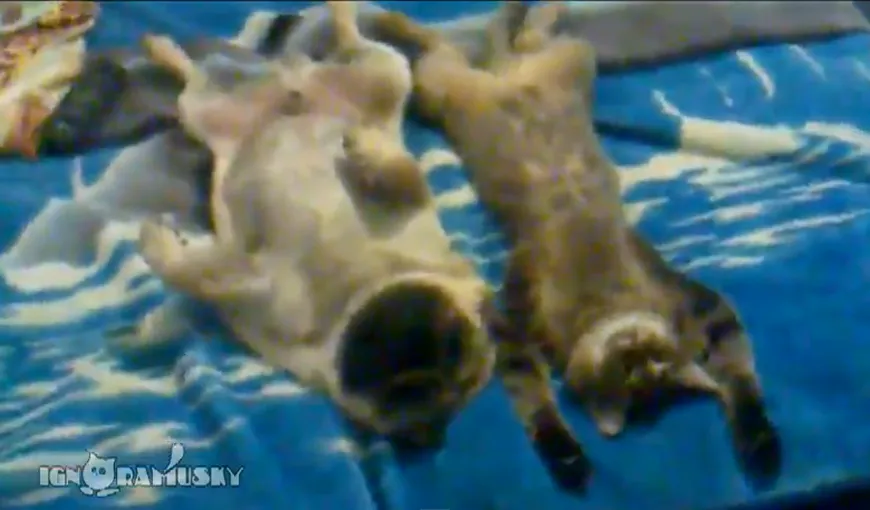 Cum se relaxează împreună o pisică şi un mops VIDEO