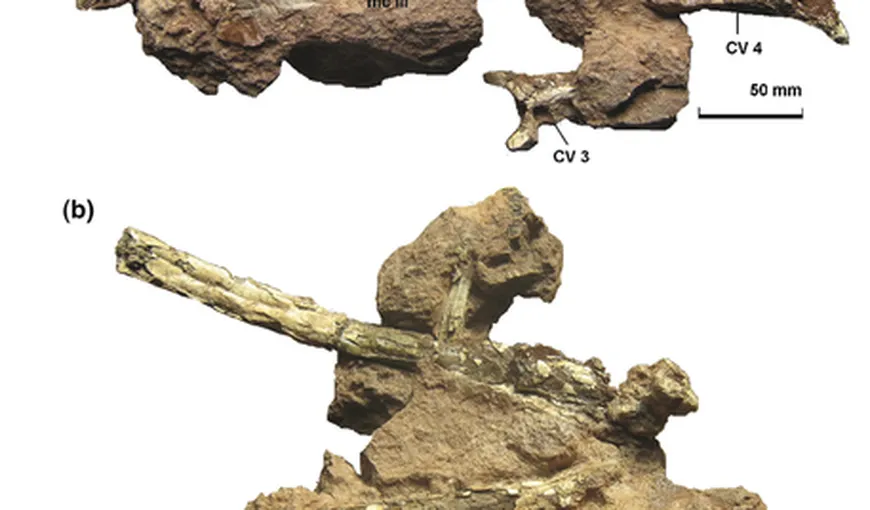 Paleontolog clujean: Fosilele de pterozaur descoperite la Sebeş-Glod, cele mai complete din Europa