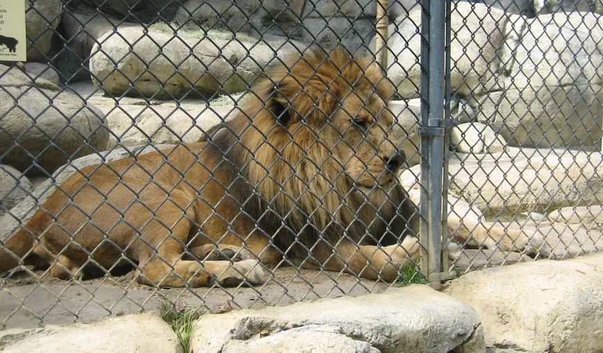 Garda de Mediu îi lasă pe Cămătari fără lei şi urşi: Animalele vor fi relocate