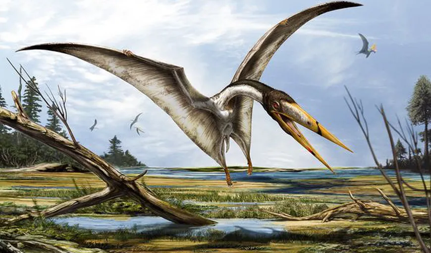 O nouă specie de pterozaur, o reptilă zburătoare, descoperită în România FOTO