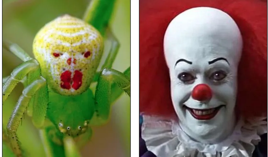 Un păianjen de speriat: Arată precum un clovn dintr-un film horror FOTO