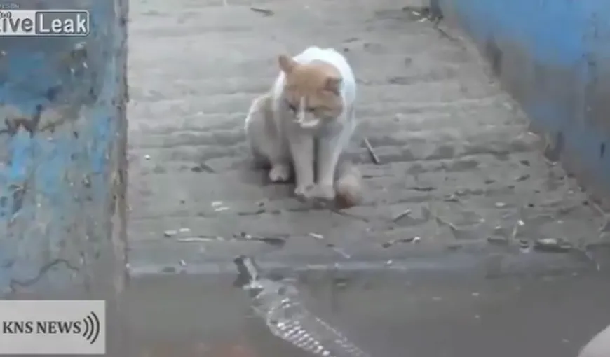 O pisică a pus pe fugă un… crocodil VIDEO