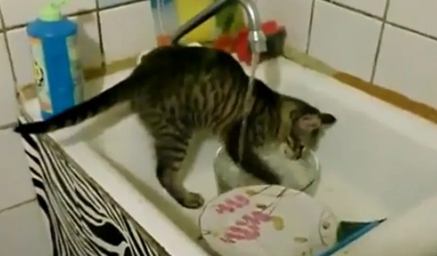 Cea mai harnică pisică din lume. Cum îşi ajută stăpânii la treburile casnice VIDEO