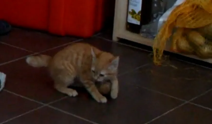 FUNNY: Bătălia dintre o pisică şi un cartof. Vezi cine câştigă VIDEO