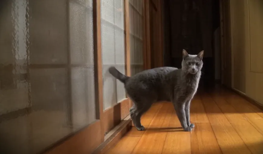 O pisică a găsit o metodă inedită de a bate la uşă VIDEO