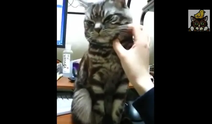 Cea mai politicoasă pisică: Cum refuză, în mod elegant, să fie mângâiată VIDEO