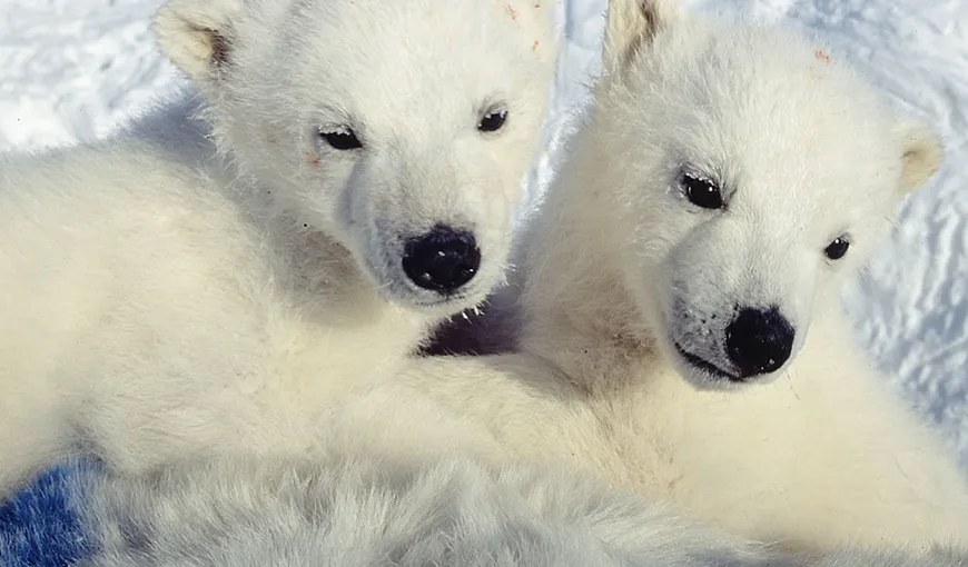 Uniunea Europeană nu se pronunţă asupra propunerii de interzicere a comerţului cu urşi polari