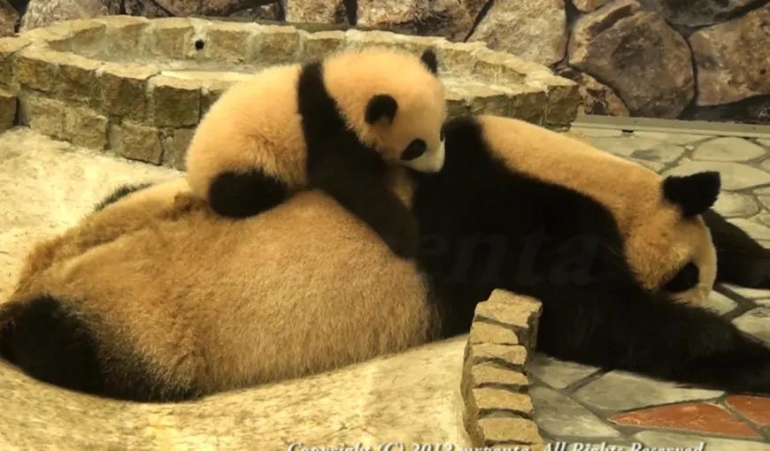 Ce face un pui de panda pentru a-i atrage atenţia mamei sale VIDEO