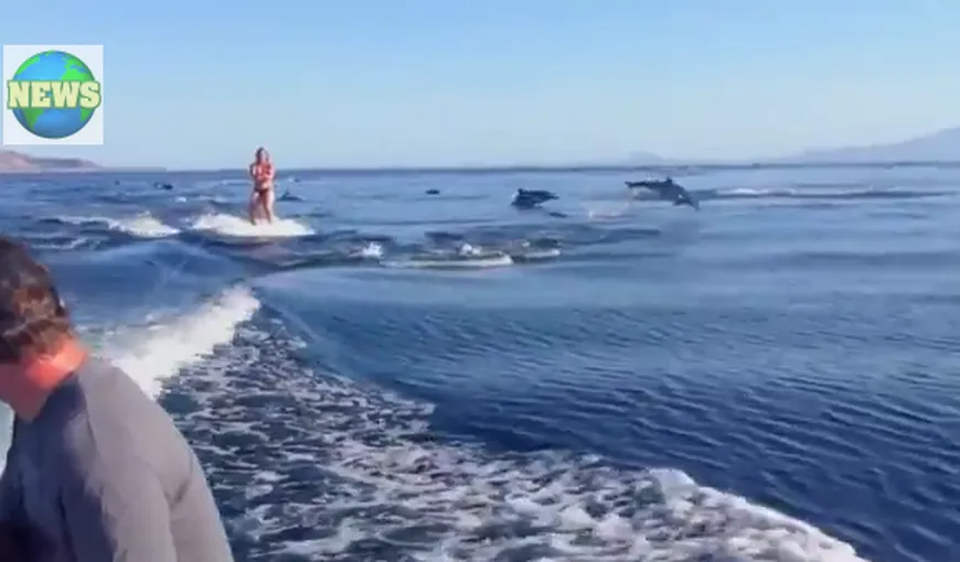 Vacanţă de neuitat: O femeie a făcut schi nautic înconjurată de delfini VIDEO