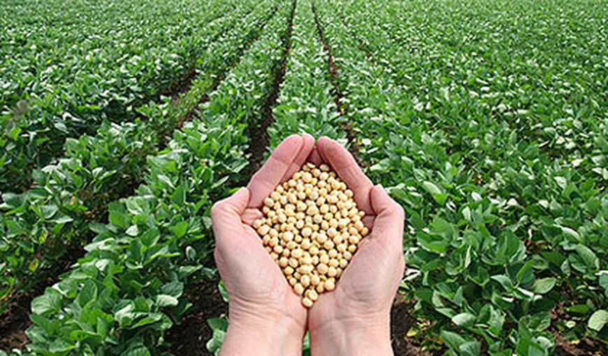 România va cultiva soia nemodificată genetic: Min. Agriculturii a semnat declaraţia „Danube Soya”
