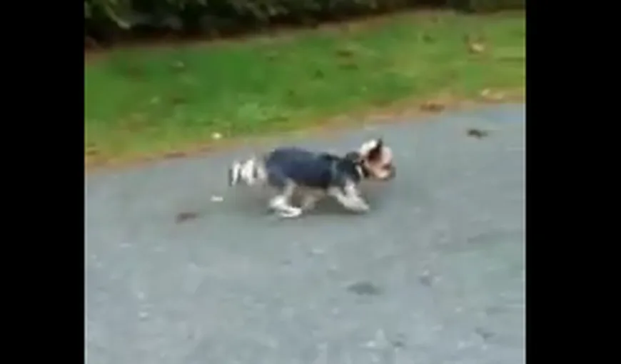 Câinele acrobat: Cum merge un căţeluş doar în picioarele din faţă VIDEO