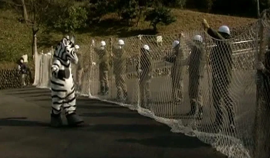 O zebră falsă a încercat să evadeze de la Zoo Tokyo VIDEO