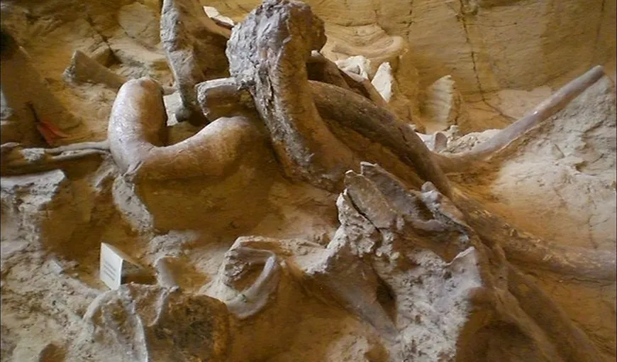 Fosilele unui mamut de acum 5 milioane de ani, expuse la un muzeu din Târgiu Jiu