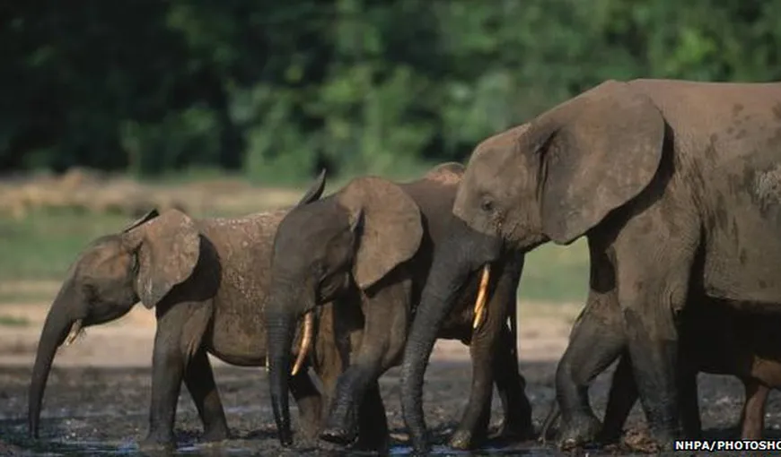 Numărul elefanţilor africani de pădure a scăzut cu 62% în doar zece ani