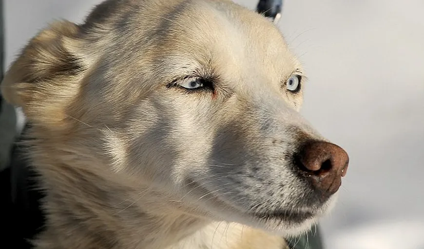 Un câine de sanie, dispărut în Alaska, a călătorit peste 600 de km spre casă FOTO