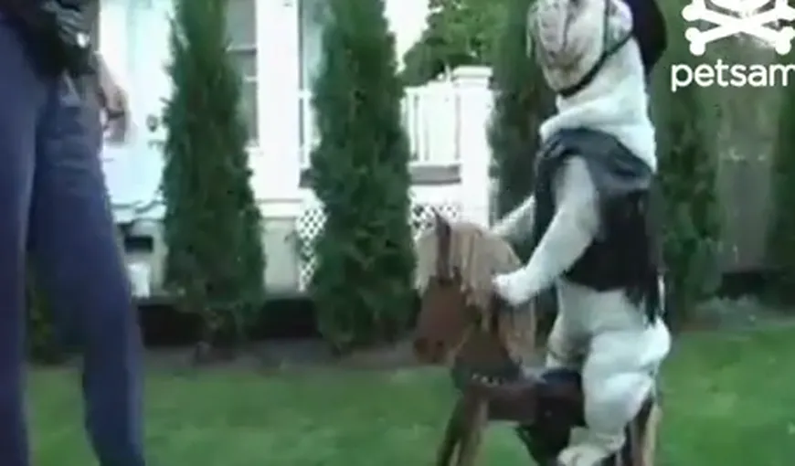 AMUZANT: Un bulldog deghizat în cowboy călăreşte un căluţ din lemn VIDEO