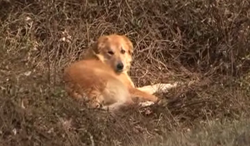Zeci de câini găsiţi otrăviţi într-o pădure din Prahova VIDEO