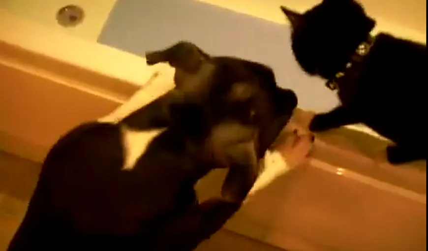 Răzbunarea câinelui: Împinge o pisică în cada plină cu apă VIDEO