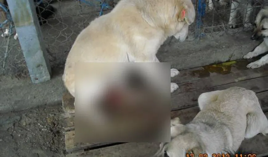 Cruzime fără limite: Câini fără stăpâni, lăsaţi într-o baltă de sânge de medicul care i-a sterilizat