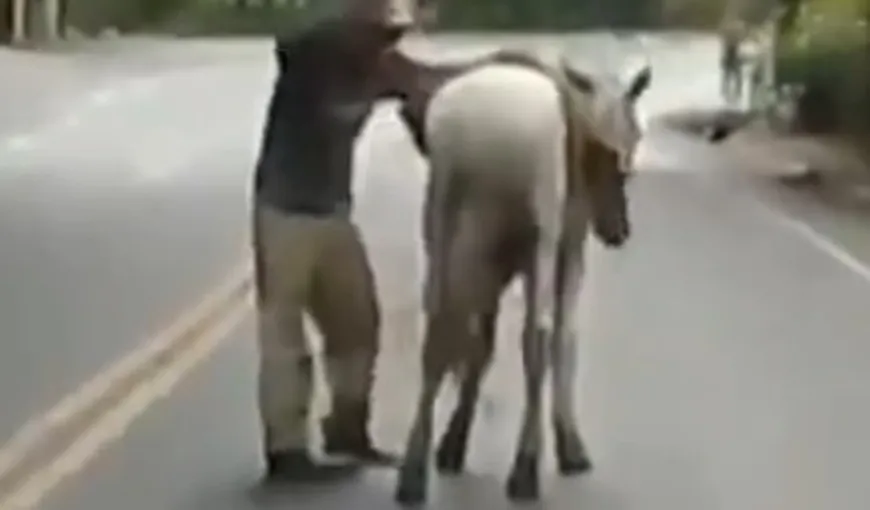 Râzi de te strici: Cum se chinuie un beţiv să urce pe cal VIDEO