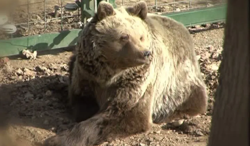 Un urs scos la pensie a fost dus la rezervaţia de la Zărneşti VIDEO
