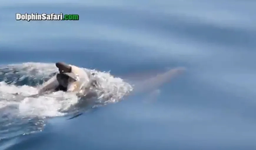 Moment emoţionant: Un delfin îşi cară în spate puiul mort VIDEO