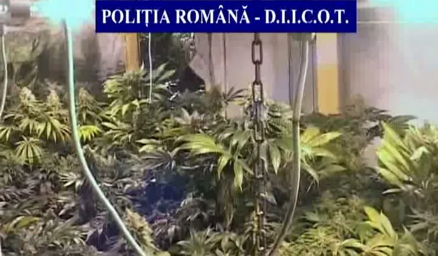 Fermă de cannabis descoperită în Constanţa. „Fermierii” au fost reţinuţi VIDEO