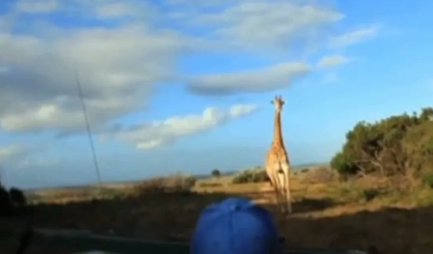Aventuri în safari: Cum a îngrozit o girafă o familie de turişti VIDEO