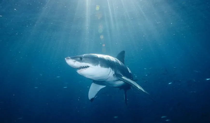 Marii rechini albi au o viaţă lungă: Cercetătorii au rămas uimiţi de longevitatea lor