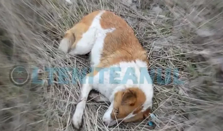 Cruzime fără limite. Zeci de câini au fost găsiţi ÎMPUŞCAŢI pe marginea unui drum din Călăraşi VIDEO