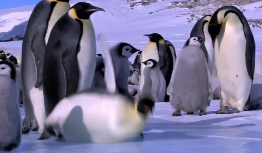 Pinguinii sunt o specie de păsări neîndemânatice VIDEO