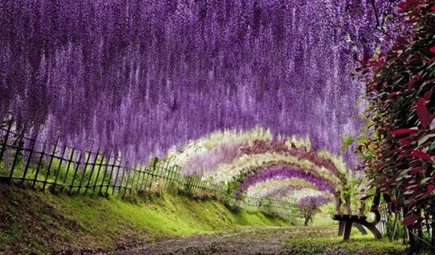 Cea mai spectaculoasă grădină din lume: Tunelul de flori din Japonia FOTO
