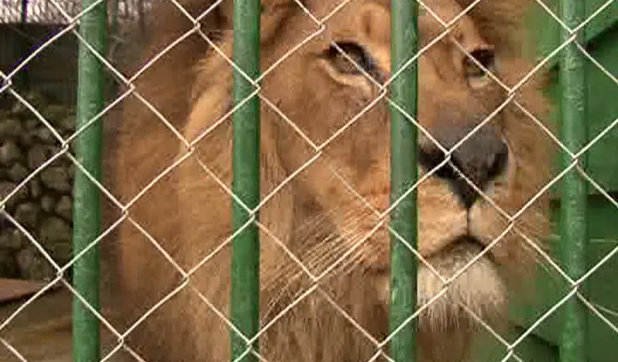 Leii lui Nuţu Cămătaru au dublat încasările Grădinii Zoologice din Bucov VIDEO