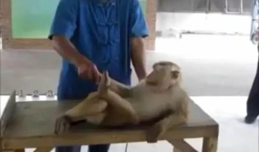 Pe cine o vrea să impresioneze? O maimuţă bagă „la greu” flotări şi abdomene VIDEO