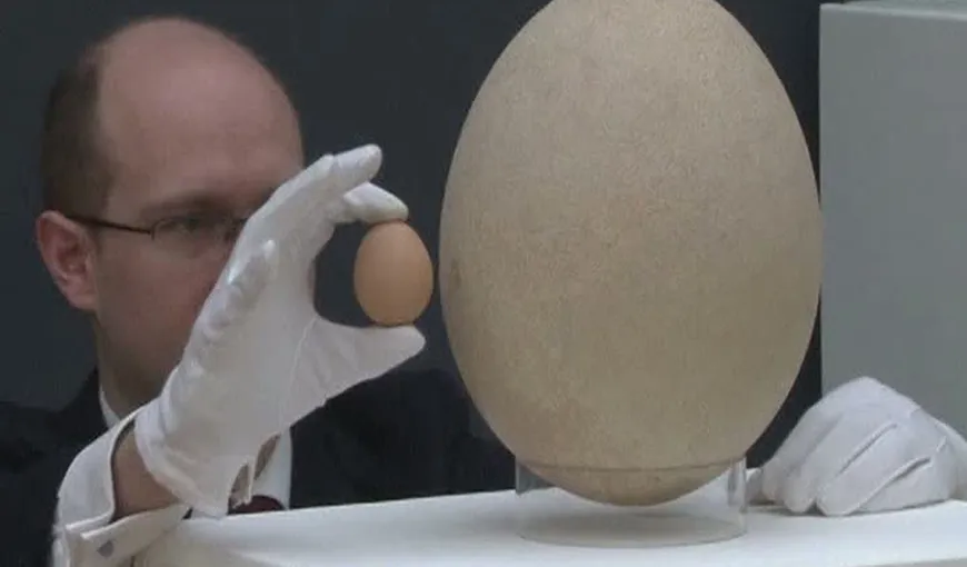 Cel mai mare ou din lume aparţine unei păsări-elefant VIDEO