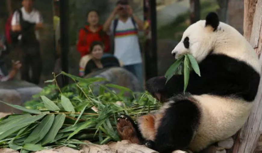 Filme „porno” pentru urşii panda dintr-o rezervaţie din China