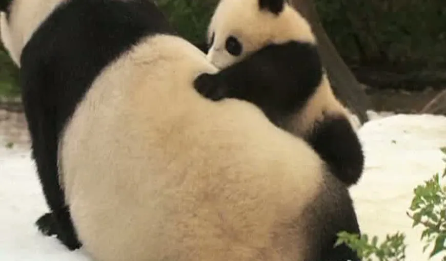 Distracţie nebună în zăpadă: Un pui de panda s-a dat în spectacol VIDEO