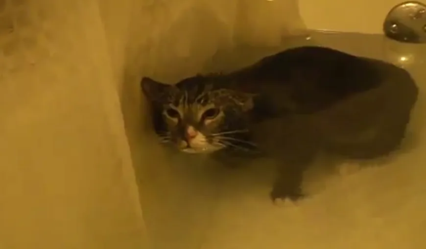O pisică subacvatică: Primul mieunat…de sub apă VIDEO