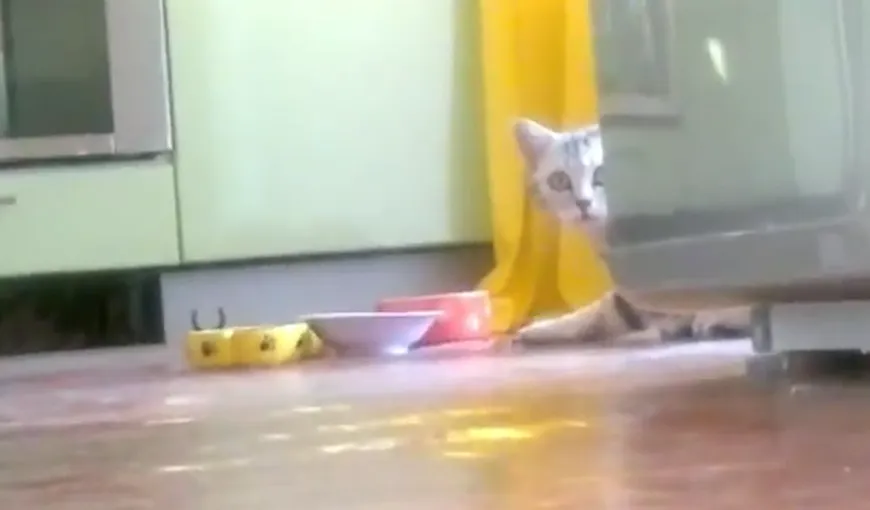 O pisică timidă: Ce face o felină ruşinoasă VIDEO