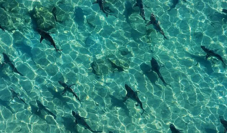 Mii de rechini au invadat apele Floridei VIDEO