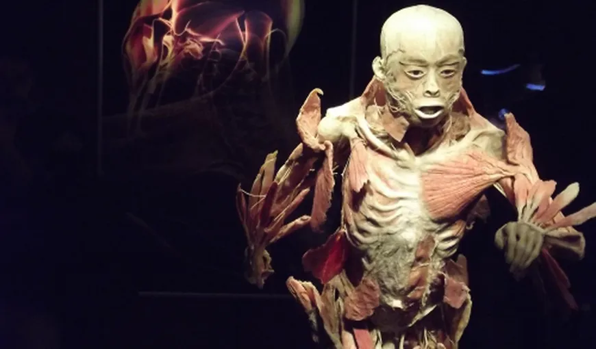 Expoziţia „The Human Body” de la Muzeul Antipa s-a deschis publicului