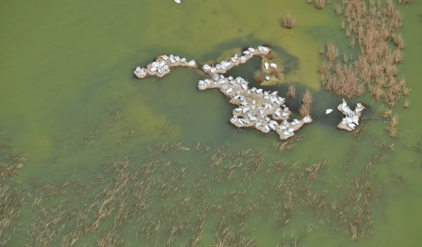 Pelicanii creţi din Delta Dunării au pierdut platforma de cuibărire