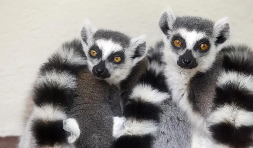 Trei pui adorabili s-au născut la Grădina Zoologică din Bucureşti. Află despre cine este vorba