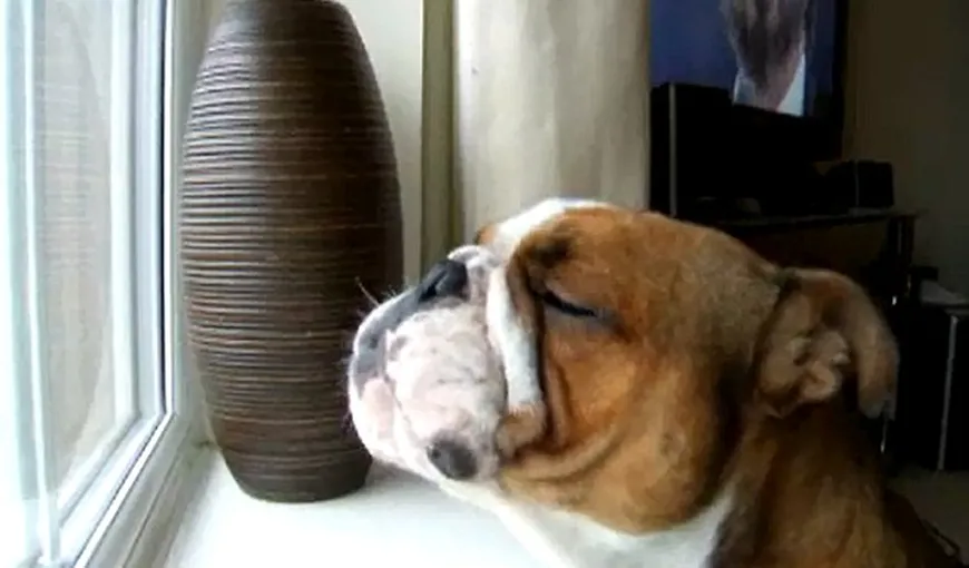Câinele tenor: Un bulldog cântă alături de Pavarotti VIDEO