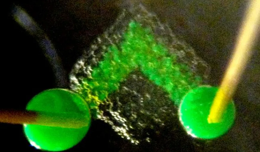 Materiale sintetice asemănătoare ţesuturilor vii, create cu o imprimantă 3D din apă şi ulei