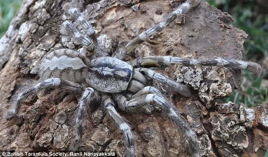 Descoperire…de groază: O nouă specie de tarantule gigantice, găsită în Sri Lanka FOTO