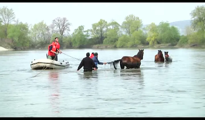 Operaţiune spectaculoasă de salvare a unor cai blocaţi în râul Mureş VIDEO