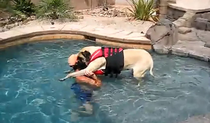 Cum învaţă să înoate un câine gigantic VIDEO